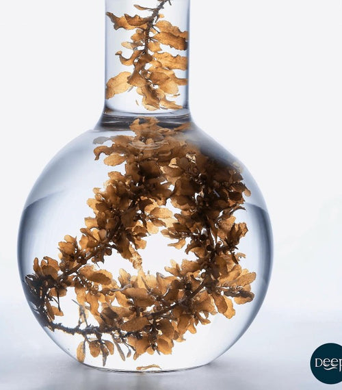 「Deep-澎湖 半葉馬尾藻 萃取物」正式亮相於國際化粧品